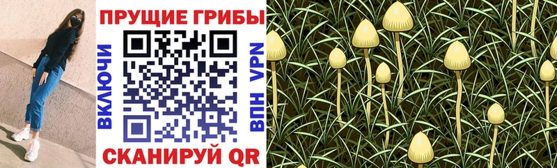 ОМГ ОМГ зеркало  Мезень  Галлюциногенные грибы прущие грибы 